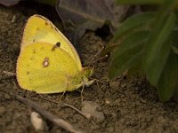 Colias alfacariensis 20, Zuidelijke luzernevlinder, Saxifraga-Jan van der Straaten